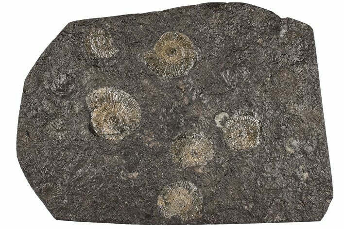 Dactylioceras Ammonite Cluster - Posidonia Shale, Germany #180402